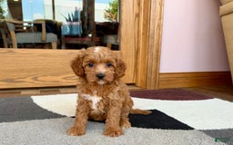 Cavapoo dogs for sale: Cutie - Image 7