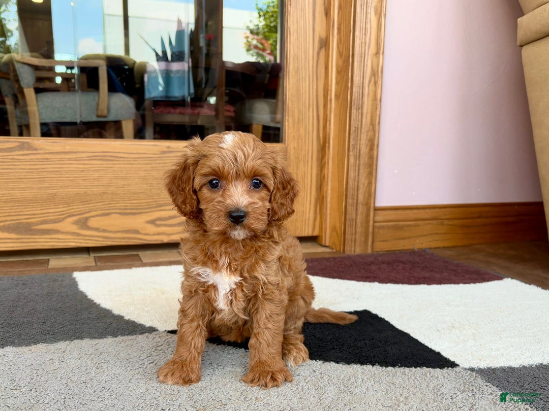 Cavapoo dogs for sale: Cutie - Image 7