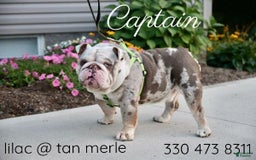 Beabull dogs for sale: Sunny - Image 11