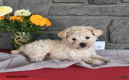Maltipoo dogs for sale: Bingo - Image 2