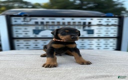 Doberman Pinscher dogs for sale: Male Puppy - Image 25