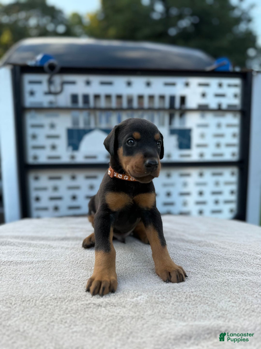 Doberman Pinscher dogs for sale: Male Puppy - Image 25