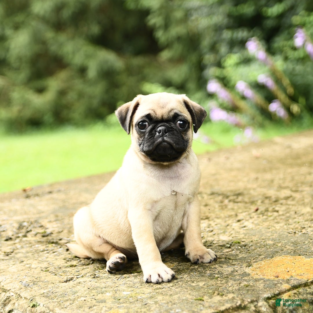 Pug dogs for sale: Sophie - Image 1