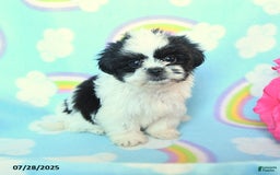 Teddy Bear dogs for sale: Candy - Image 1