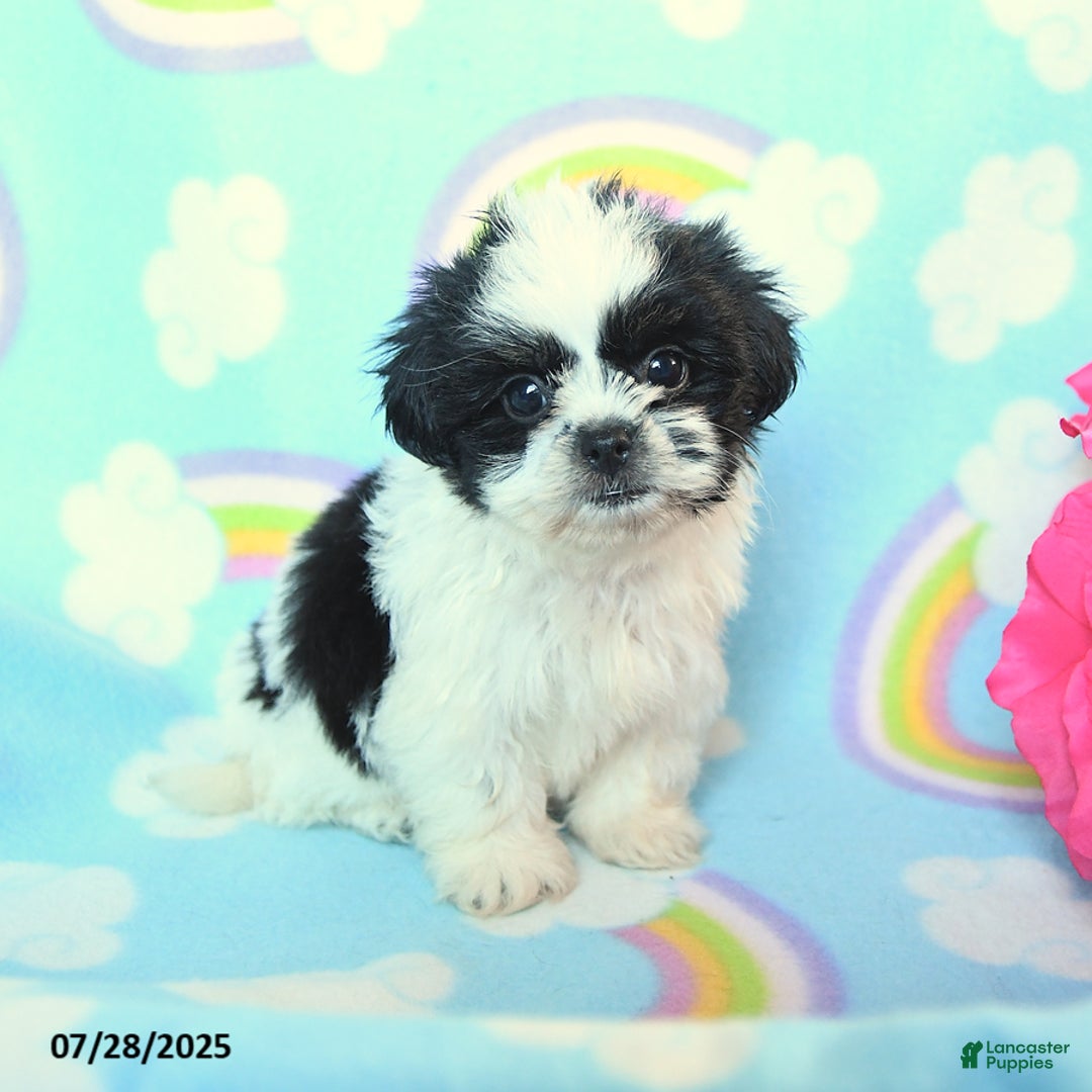 Teddy Bear dogs for sale: Candy - Image 1