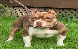 American Bully dogs for sale: louie - Image 2