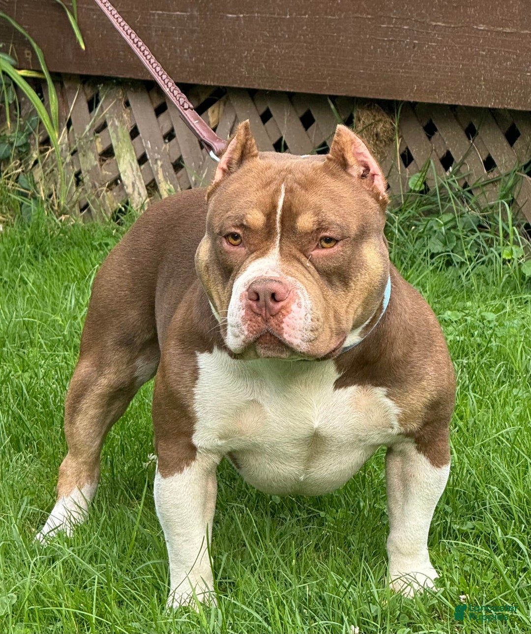 American Bully dogs for sale: louie - Image 2