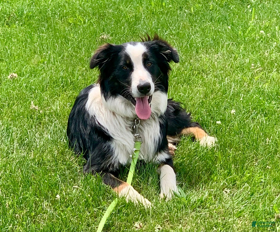 Australian Shepherd dogs for sale: Minnie - Image 3