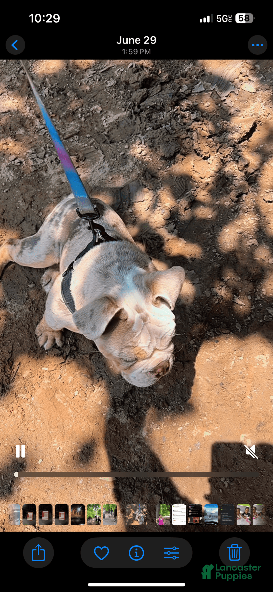 English Bulldog dogs for sale: Ace - Image 4