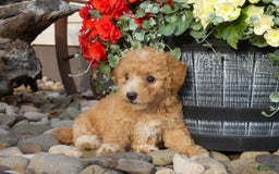 Bichpoo dogs for sale: Gemma - Image 1