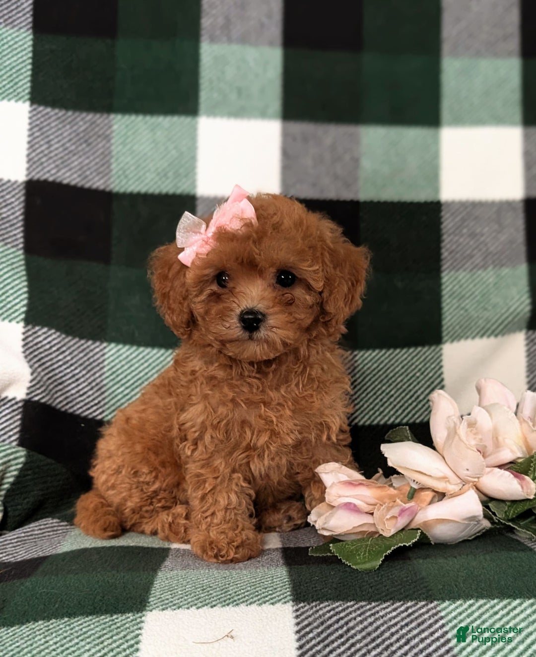 Cavapoo dogs for sale: Kaylene Toy Size Hypoallergenic - Image 5