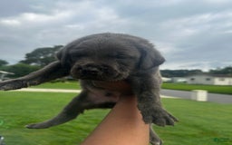 Cane Corso dogs for sale: Big Blue - Image 3
