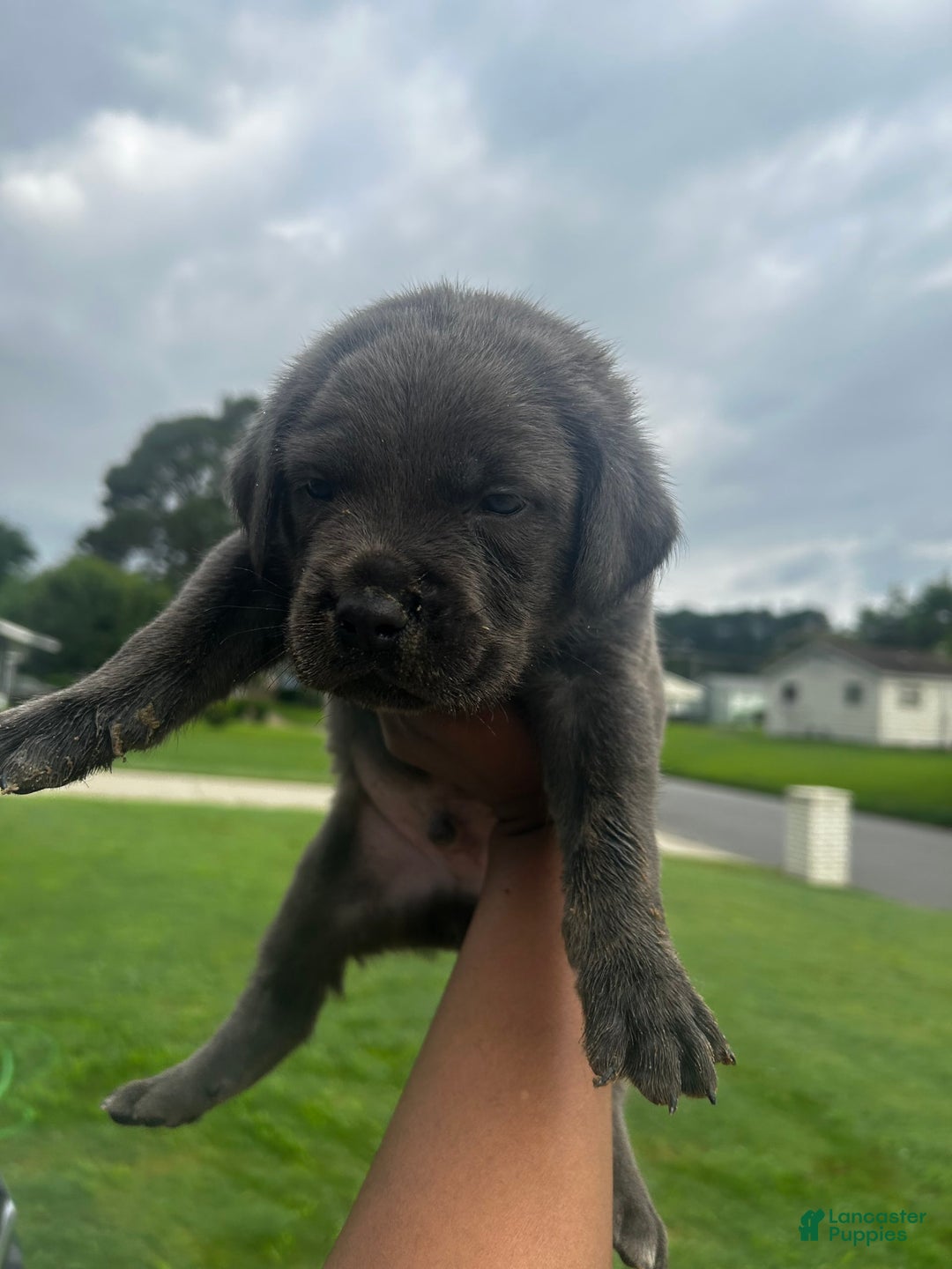 Cane Corso dogs for sale: Big Blue - Image 3