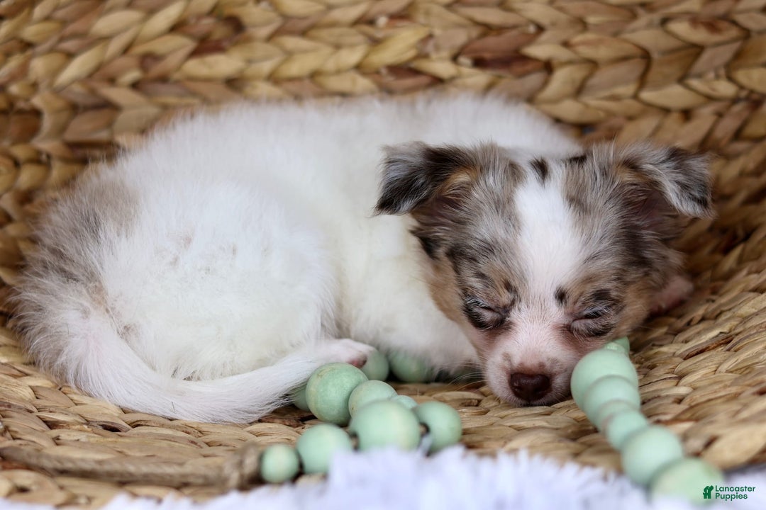 Chihuahua dogs for sale: Rita - Image 2