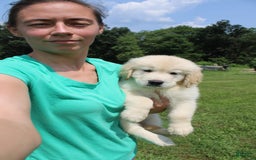 Golden Retriever dogs for sale: Eight Oclock - Image 10