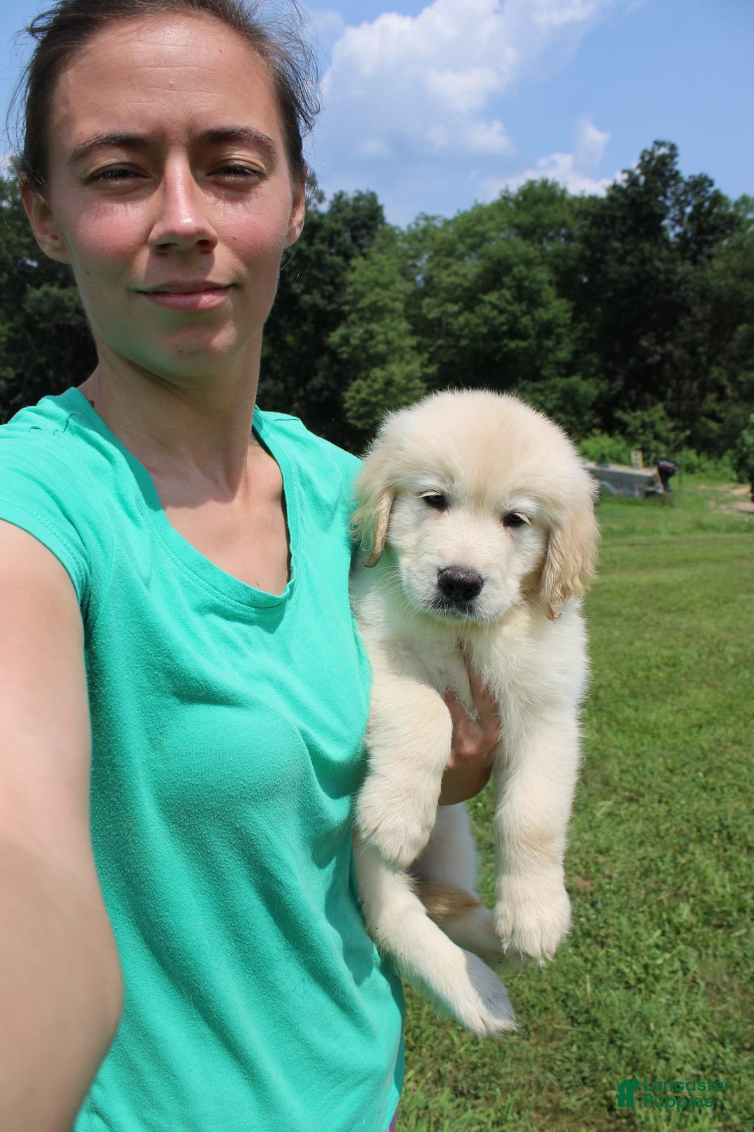 Golden Retriever dogs for sale: Eight Oclock - Image 10