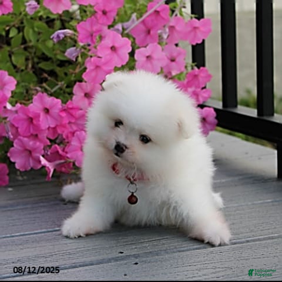 Pomeranian dogs for sale: Kaden - Image 12
