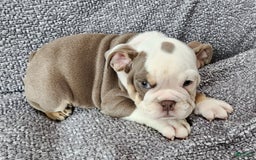 English Bulldog dogs for sale: Gatski - Image 2