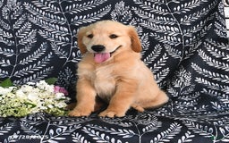 Golden Retriever dogs for sale: Darla - Image 2