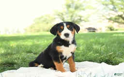 Greater Swiss Mountain Dog dogs for sale: Copper - Image 6