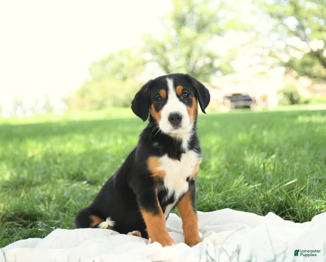 Greater Swiss Mountain Dog dogs for sale: Copper - Image 6