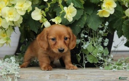 Miniature Dachshund dogs for sale: Miniature Dachshund 4 puppies - Image 10