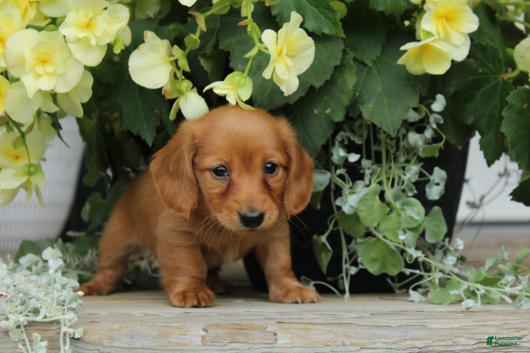Miniature Dachshund dogs for sale: Miniature Dachshund 4 puppies - Image 10