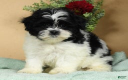 Teddy Bear dogs for sale: Scarlett - Image 2