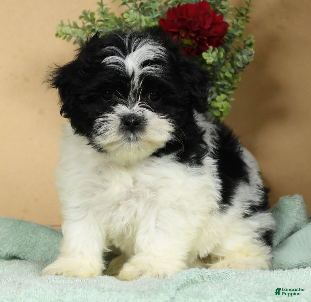 Teddy Bear dogs for sale: Scarlett - Image 2