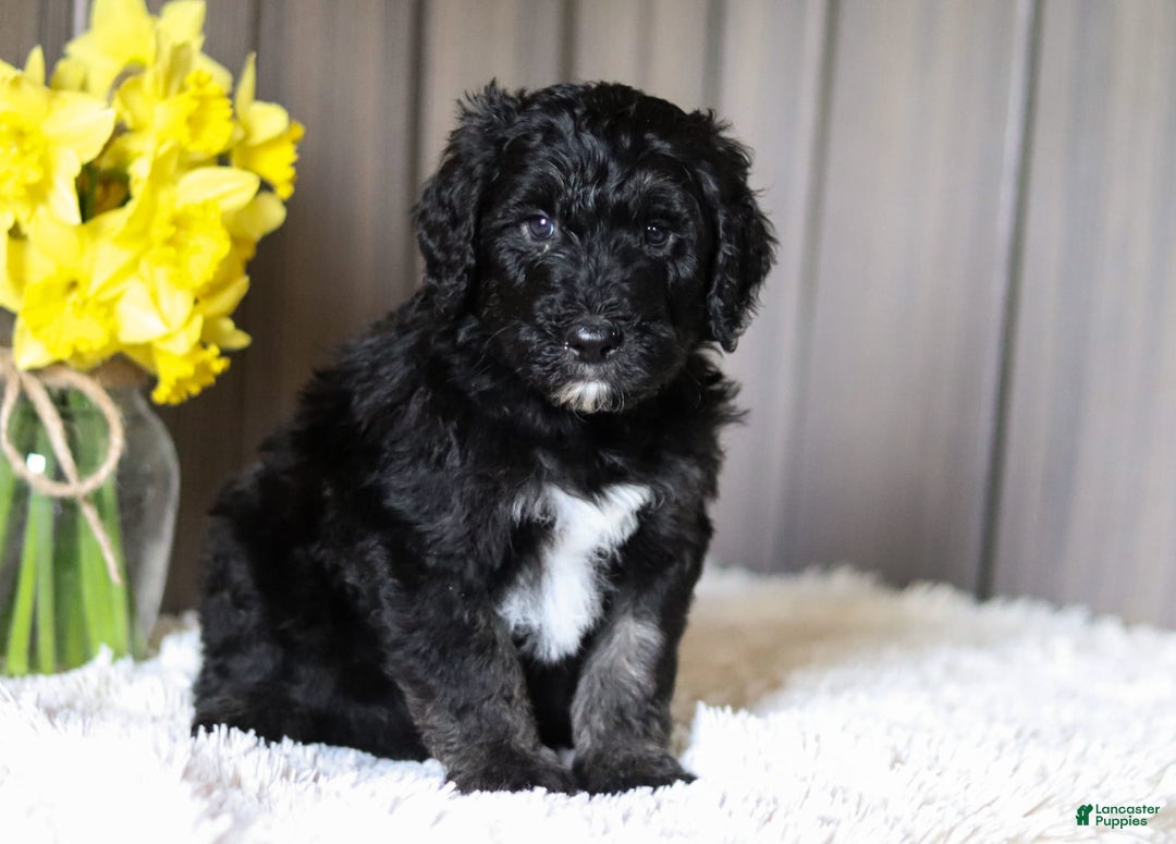 Sheepadoodle dogs for sale: Howdy - Image 5