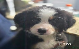 Bernese Mountain Dog dogs for sale: Enzo - Image 1