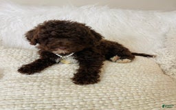 Mini Bernedoodle dogs for sale: Coco Bean - Image 7
