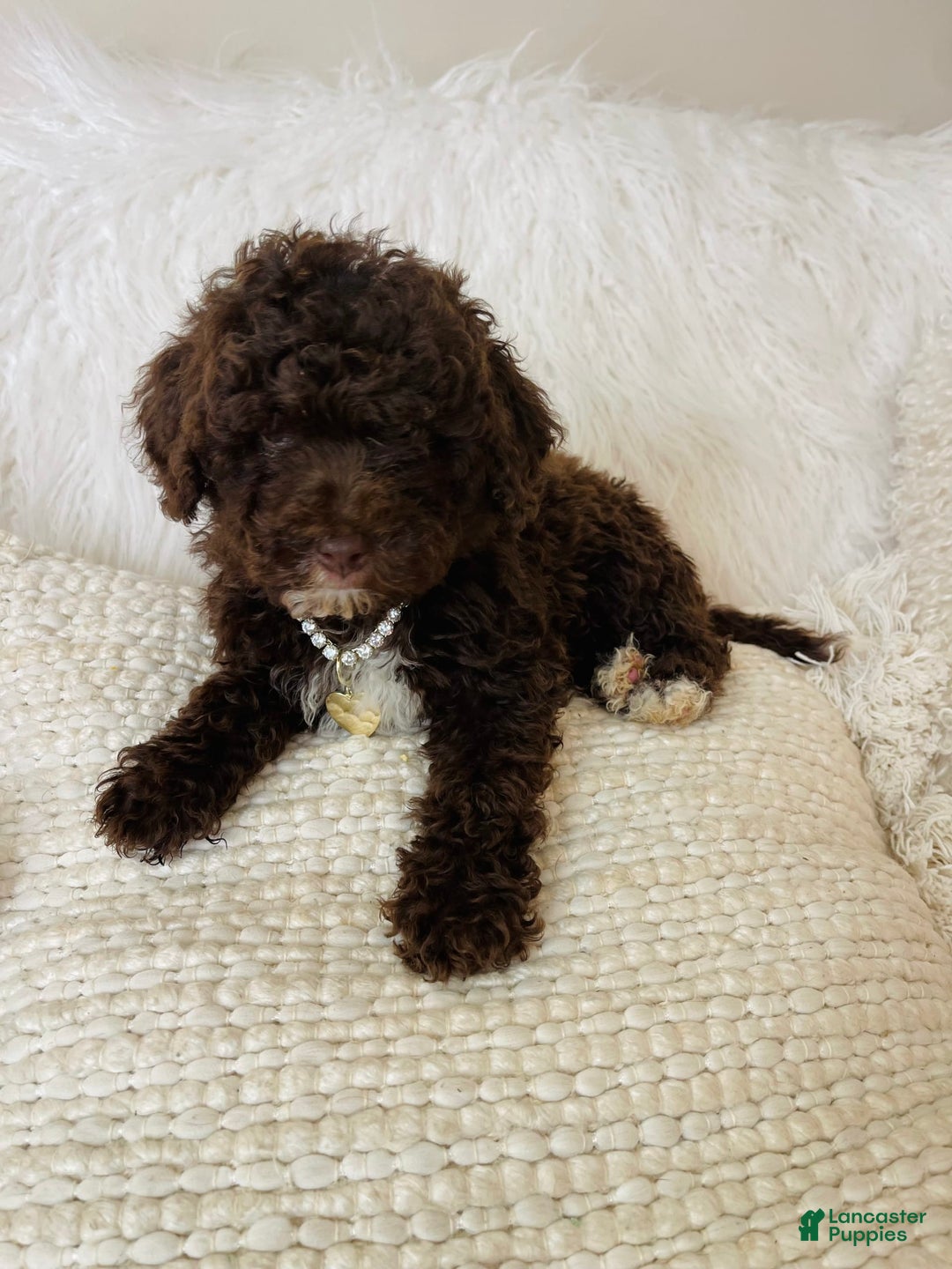 Mini Bernedoodle dogs for sale: Coco Bean - Image 7
