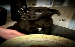 Belgian Malinois dogs for sale: Ula - Image 1