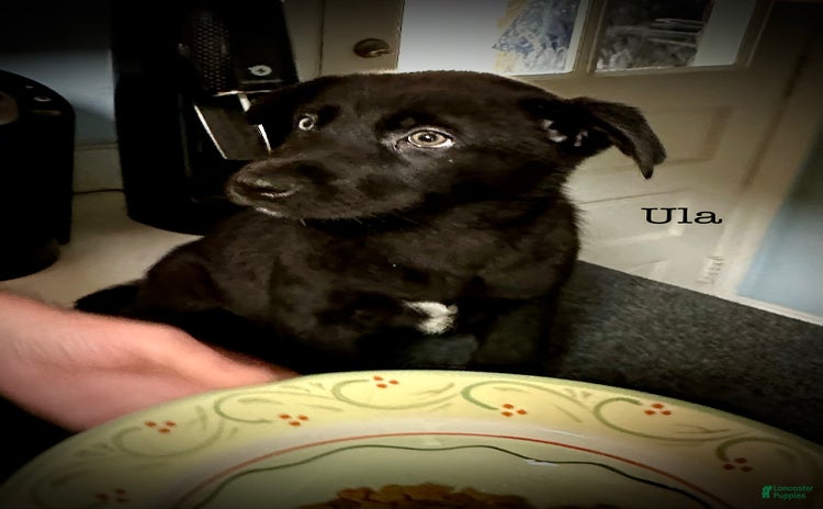 Belgian Malinois dogs for sale - Ad 2