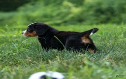 Bernese Mountain Dog dogs for sale: Sonny - Image 9