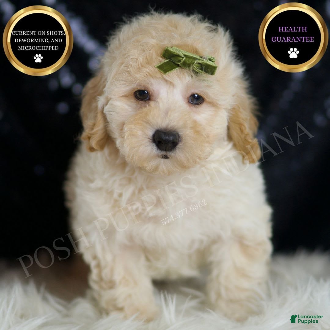Mini Goldendoodle dogs for sale: Buggy - Image 1