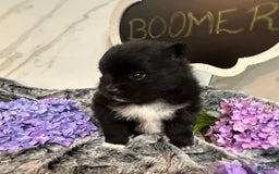 Pomeranian dogs for sale: Boomer - Image 1