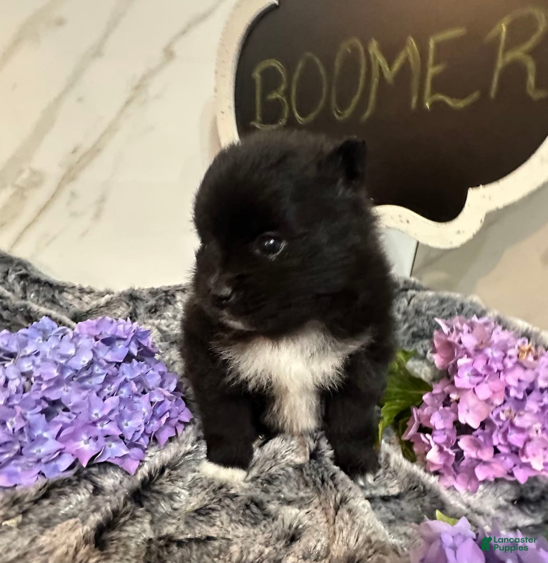 Pomeranian dogs for sale: Boomer - Image 1