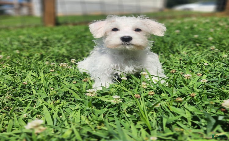Miniature Schnauzer dogs for sale - Ad 2