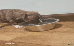 American Bully dogs for sale: Tiger - Image 1