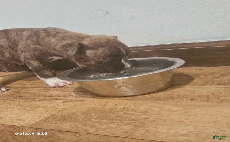 American Bully dogs for sale - Ad 1
