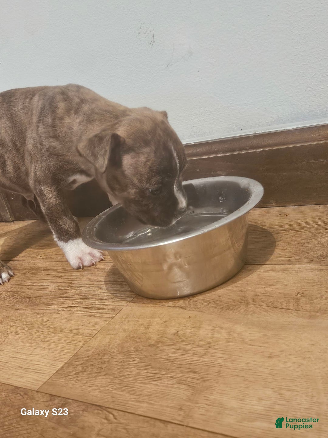 American Bully dogs for sale: Tiger - Image 1