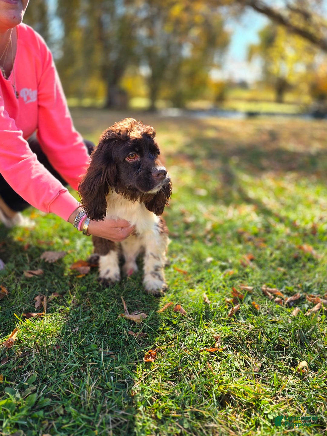 Cocker Spaniel dogs for sale: Benji - Image 5