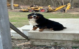 Bernese Mountain Dog dogs for sale: Blue - Image 13