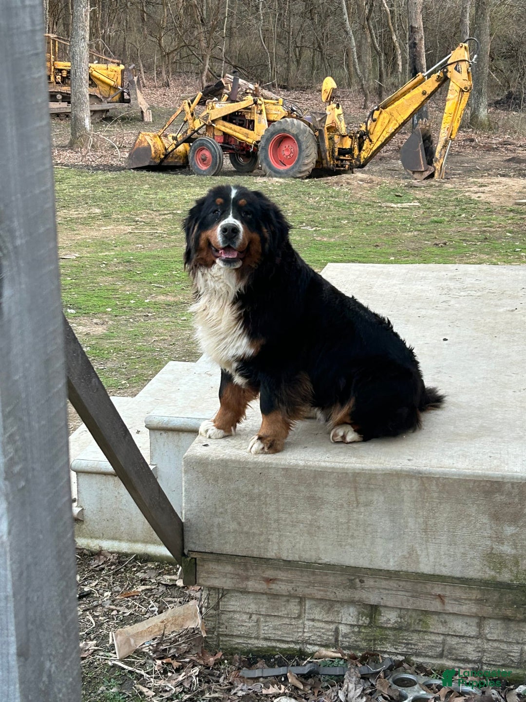 Bernese Mountain Dog dogs for sale: Blue - Image 13