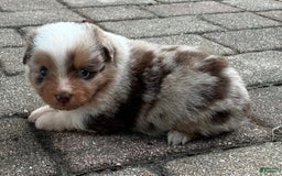  dogs for sale: Sailor - Image 6