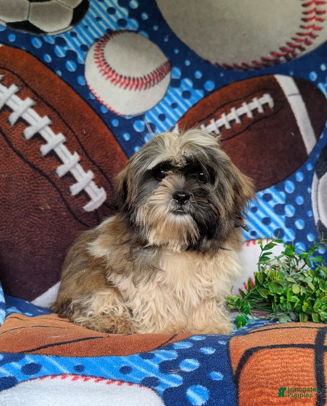 Shih Tzu dogs for sale: Dale - Image 6
