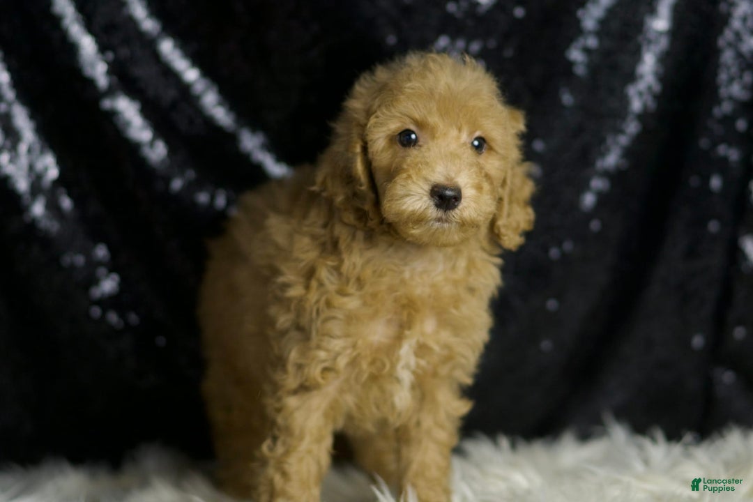Mini Goldendoodle dogs for sale: Marvel - Image 3