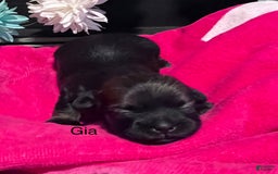 Shih Tzu dogs for sale: Gia - Image 2